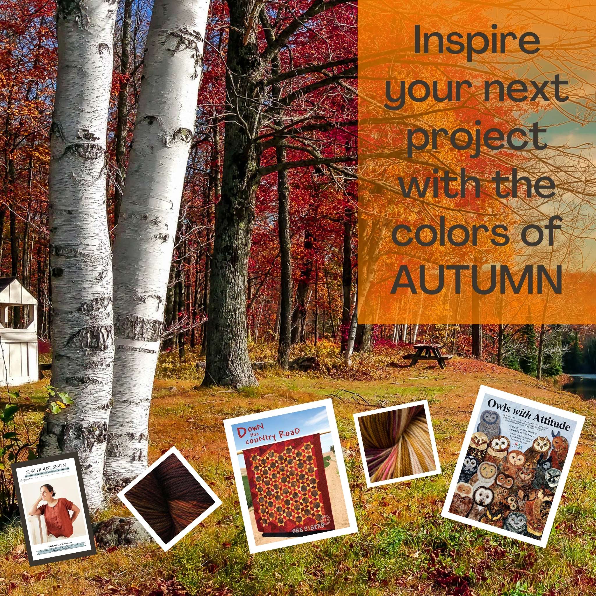 Birch trees and autumn colors at a rural country park inspire your next project